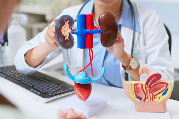 closeup asian female doctor explains urinary system problems using 3d human model - patient may suffer from incontinence and kidney weakness
